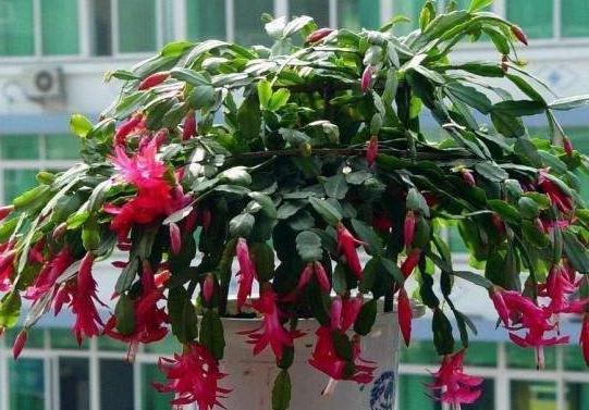 秋冬养花，家里养3种花，易管理长势旺，懒人都能养爆盆