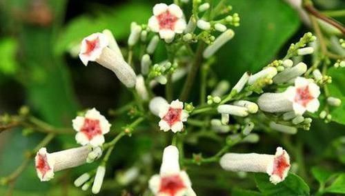 入药|农村有一种奇怪的草,叫鸡屎藤,入药主治黄疸肝炎、脚湿肿烂