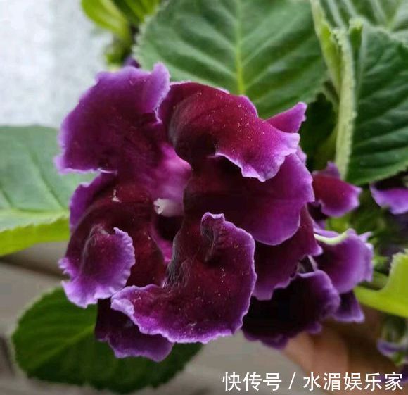 爆盆|大岩桐,好难听的名字,漂亮赛玫瑰,这么养开花爆盆就是半年