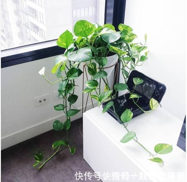 把这些东西倒进花盆里,家里的花都长疯了!