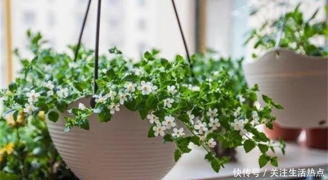 旧农舍改造成花园，一年四季花开不断，邻居看了羡慕的不得了！