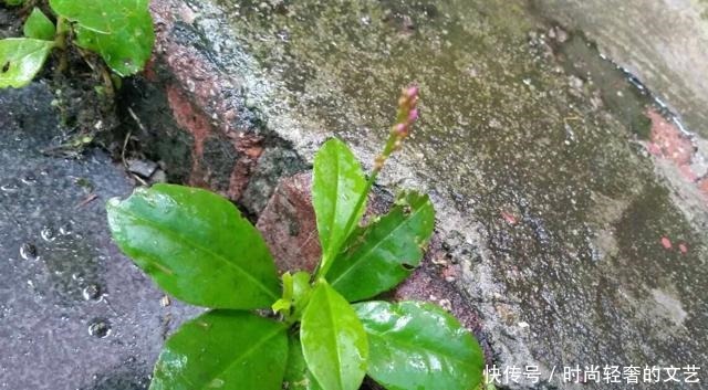 它便是珍贵的“土人参”,告诉村里人,目前80元一斤,别忽视!