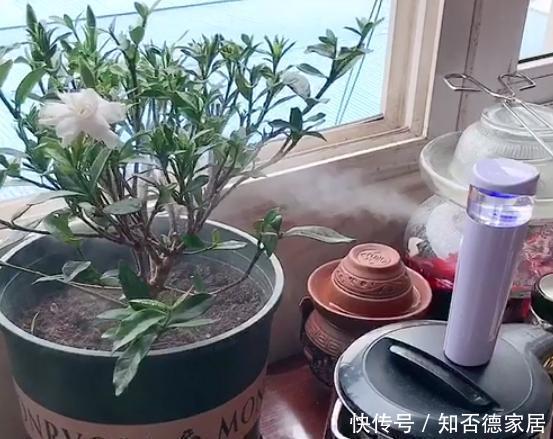 磨粉|这5样“小药丸”不值钱,过期了却仍能磨粉养花,好处多多
