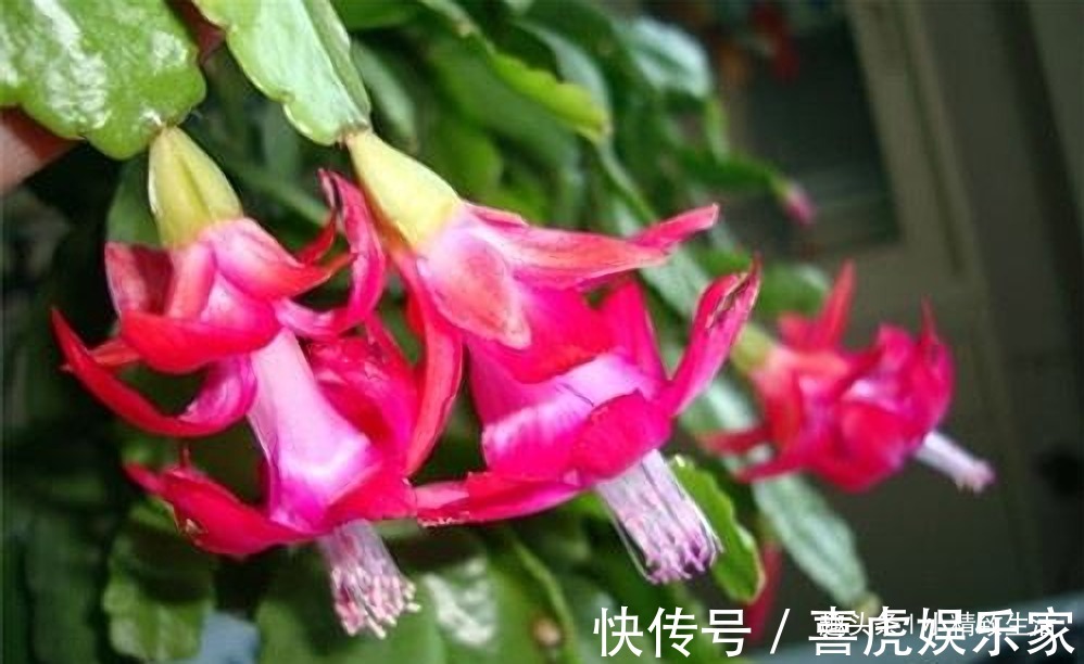 9月做件事,唤醒蟹爪兰,10月2方法,开花爆满盆