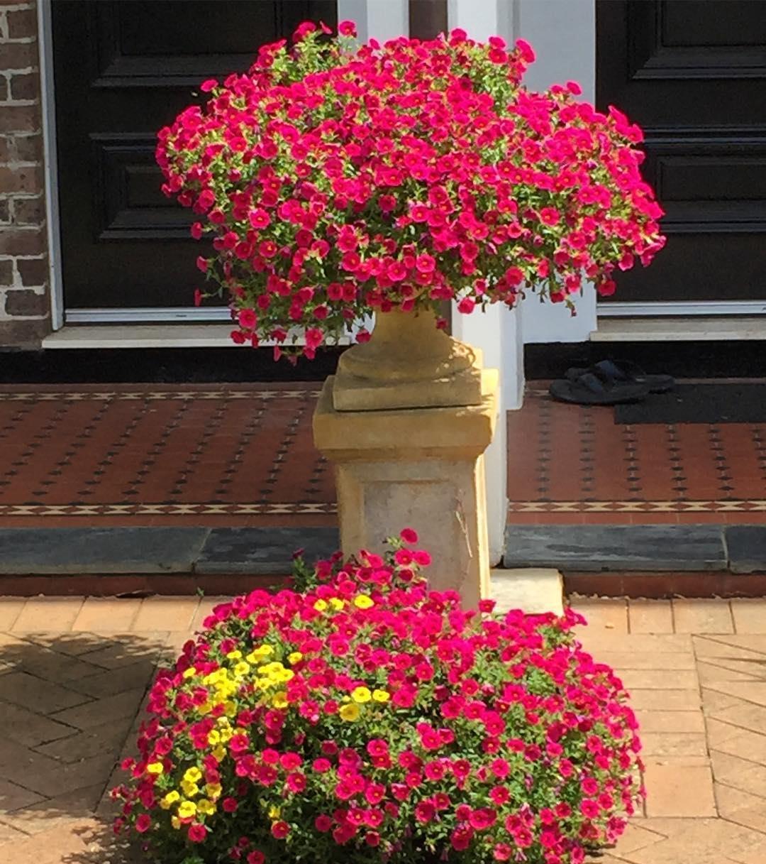 养护|阳台爆盆首选百万小铃,这样养护开花不断,长成花球