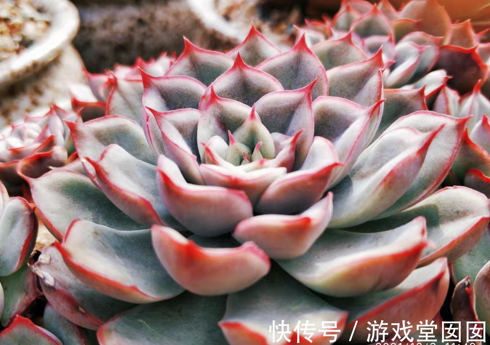 分不清多肉荷花和猎户座?那就全买,反正它们都带红边,也都好养