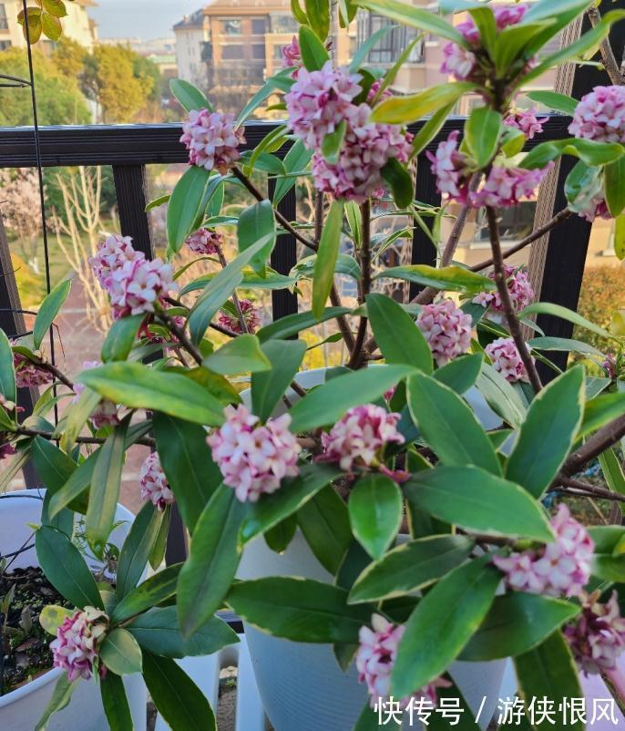 金边瑞香|世界名花金边瑞香，冬季种植多注意这6点，开花香、数量多