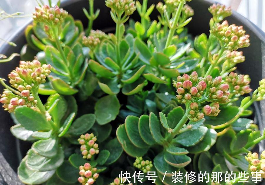 白斑|长寿花常见的问题汇总,只需要简单几步,就能养好