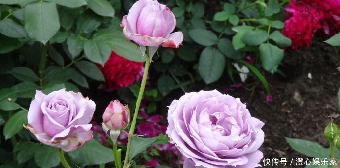 菊花|喜欢菊花,不如养盆“精品玫瑰”奥古斯玫瑰,似清新美人,美极了