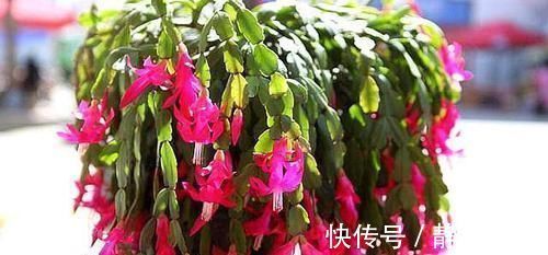 爆盆|养蟹爪兰做好三点,叶肥根壮,开花爆盆,养不好已成过去