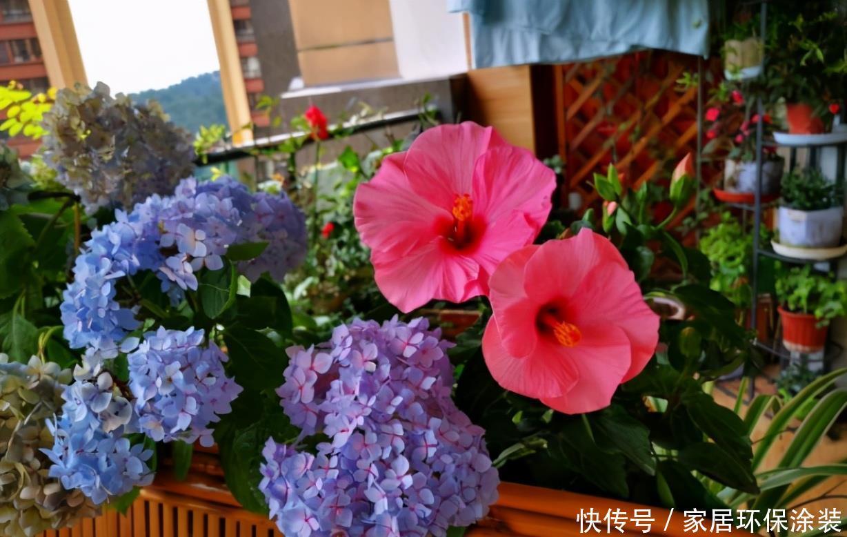 养花有没有技巧?用心记住“这些事”,就能从养花菜鸟变养花高手