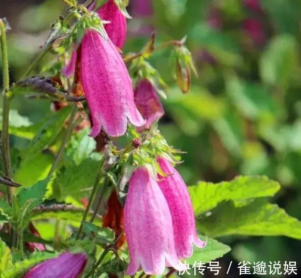 植植物界的战斗机,耐寒耐贫瘠,花朵如风铃,皮实好养的小仙女!
