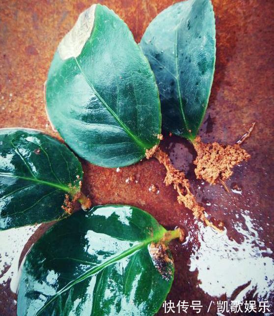 一片叶子|这些植物盆栽,只用一片叶子就可以繁殖!学起来