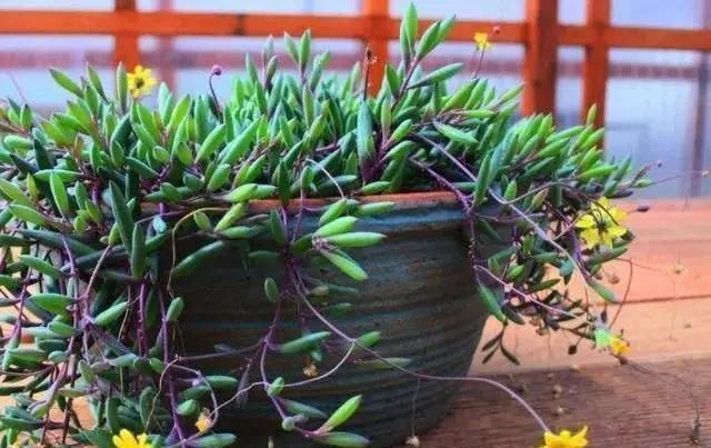 金鱼花|适合家里养的“3种花”,多浇一点水,长得快,叶绿花也多