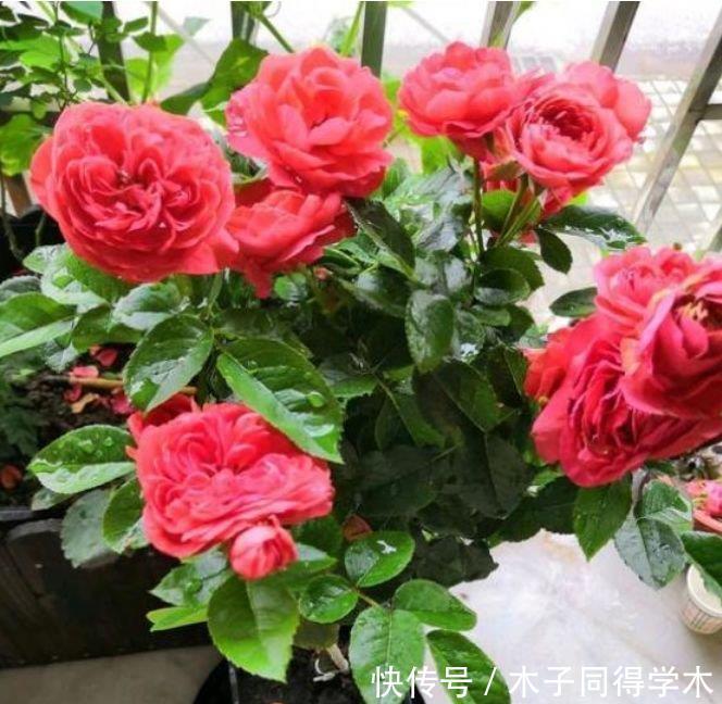 4种花养家里,比牡丹美,一年到头开不停,天天看“花海”!