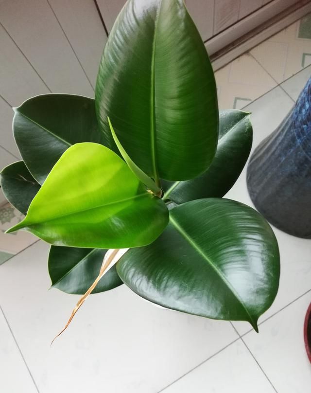 花市又出新骗术，买花前要注意这3点，谨防买花