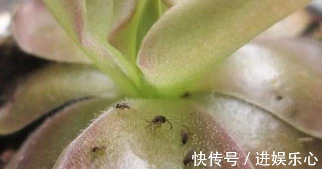 喷洒|怪不得老花农养花都喜欢用米醋,看了5大神奇功效,彻底被折服了