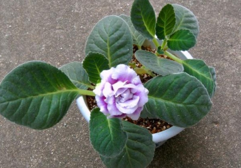 令箭荷花|3种花便宜漂亮又好养，10元买两盆，开花漂亮花期长，谁养谁喜欢