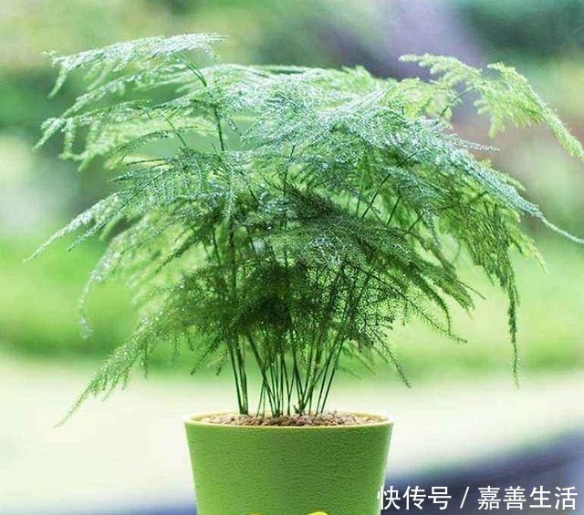文竹里面加一种东西，养得又绿又健康！先收藏以后用得上！