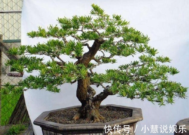4种树“镇宅又聚财”，个个都是财神爷，不养就太可惜了！