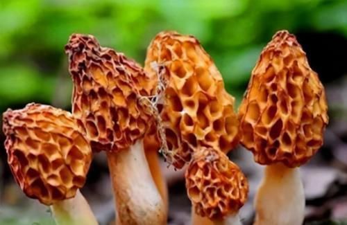 食物|怪不得你比同龄人老得快，3种食物你定经常吃！以后不吃也别碰