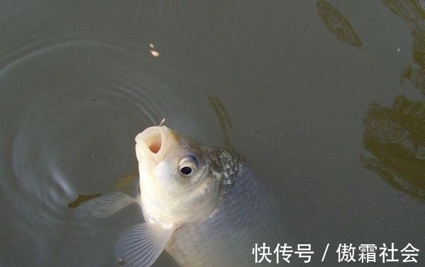 钓鱼|用袖钩钓鱼总跑鱼不了解袖钩的用途,鱼口再好也难入篓