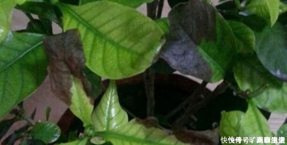 花盆|茶叶水残渣,直接倒进花盆里,对花卉有利还是有害