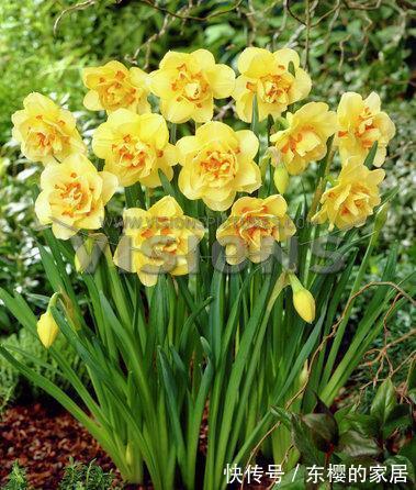 4种“漂亮花”，现在快入手，晒晒太阳就开花，越冷越漂亮