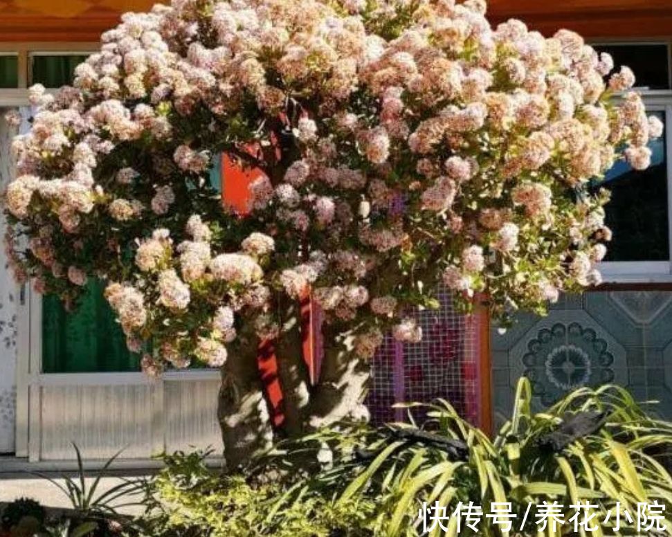 养玉树，5个关键点做好，生长速度快，长成粗壮盆景