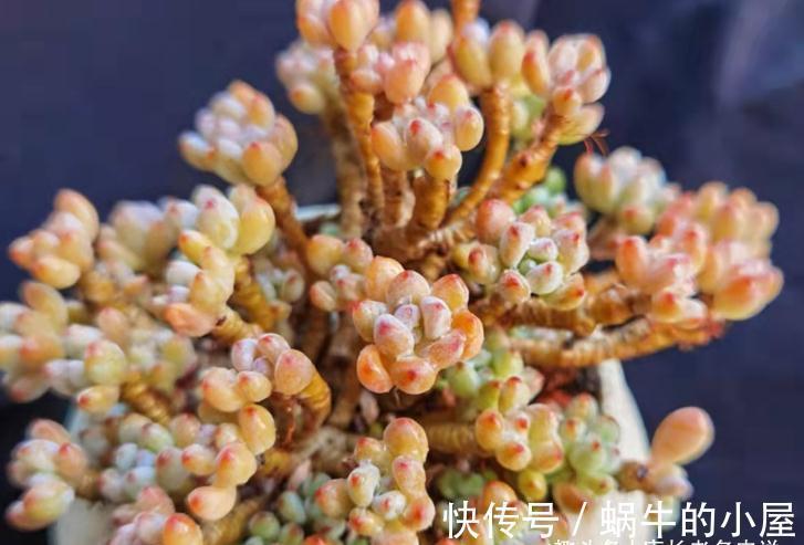 不想等到春暖花开?那10月快给多肉换盆吧!再不换天气可就真冷了