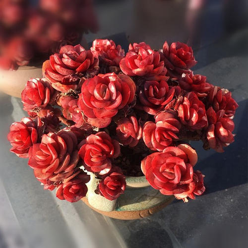 新手养花,不如养盆花中精品“秀妍”,花期超长,养护简单