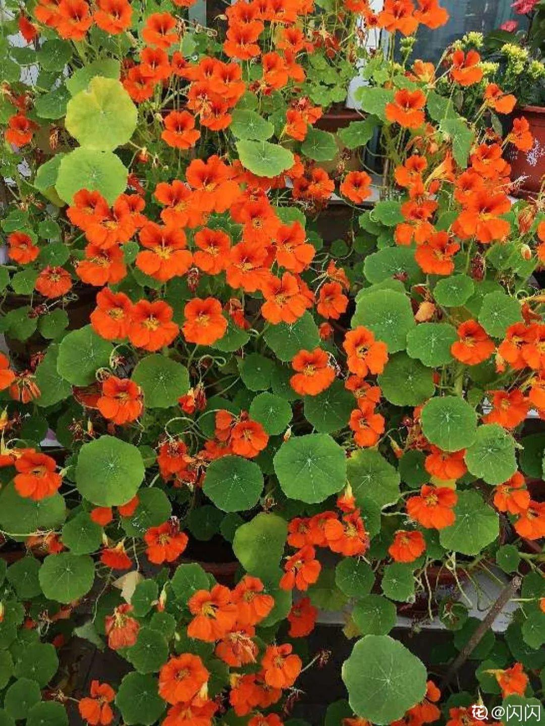 7种花要慎养,房前屋后都爬满,邻居有意见!