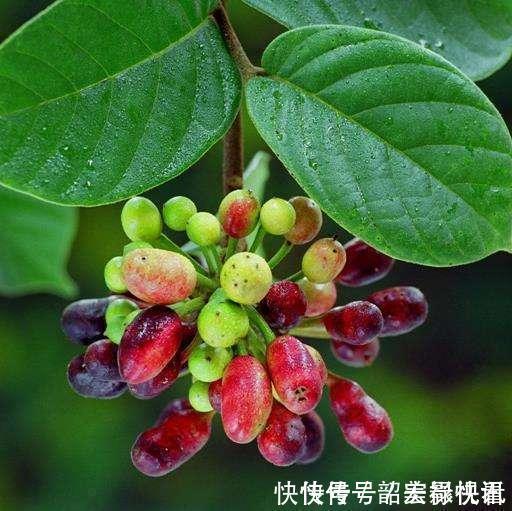 解毒|农村无人问津的野果,消肿解毒,治疗腰腿疼痛,吃到就是捡到宝了