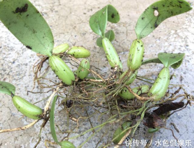 紫藤|在农村的老树上，缠绕着“1种草”，人称“石橄榄”，如今珍贵