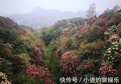 百里杜鹃风景区|贵州“绝美”景区火了，享有“地球彩带”的美誉，距毕节67公里