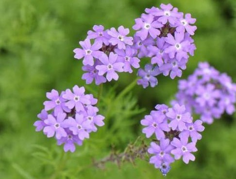 今年最流行的三种花,个个颜值爆表,关键开花多还不占地!