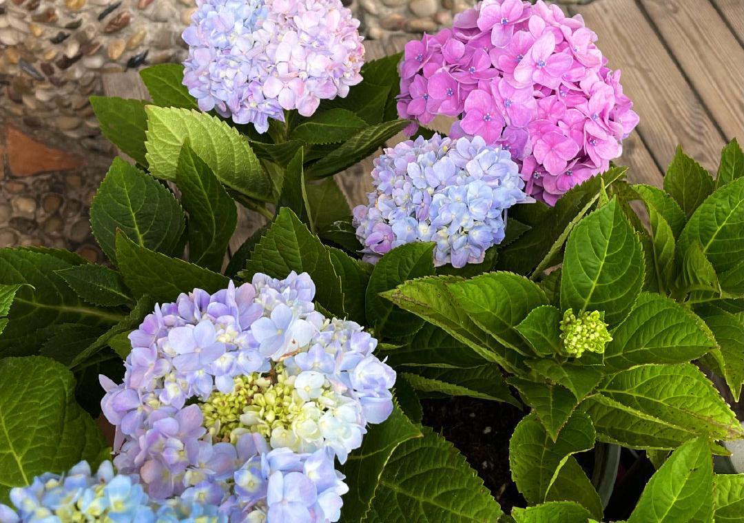 绣球的过冬准备,做好2点,来年发芽更多、开花更多、旺盛惊艳