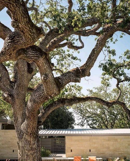庭院|山中造个别墅,院中百年古树,庭院、壁炉、泳池,奢侈生活美如画
