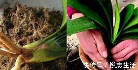 花友们|养君子兰，用上这“2种肥”，比什么淘米水、黄豆水强“100倍”