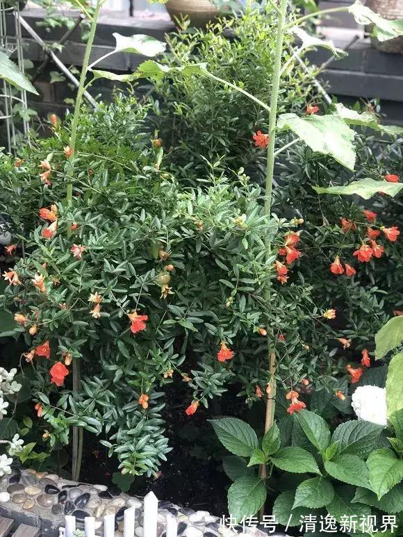 阳台种水果，行家都选4种，简单好养活，爱长果子，边摘边吃！