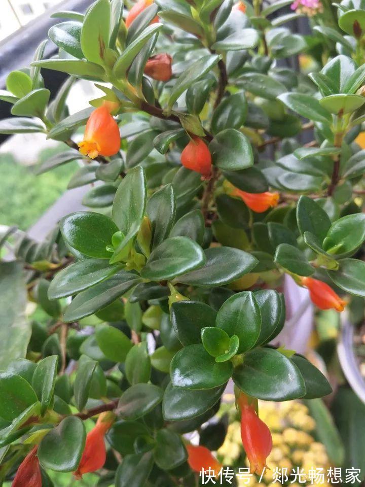 金鱼吊兰这么养，1年四季都能开花，小金鱼噗噗冒！