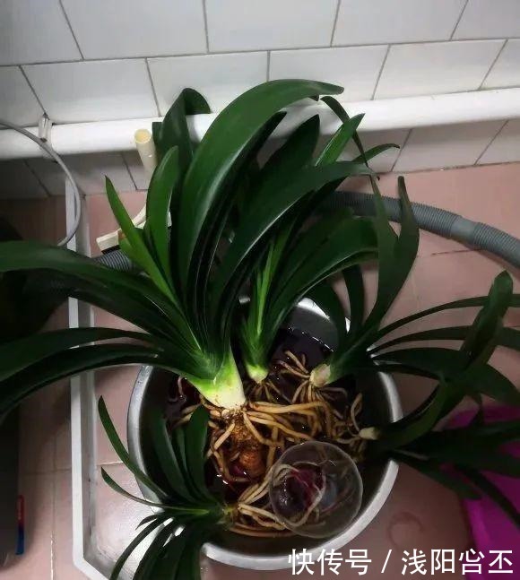 30年的君子兰,长出粗壮大老桩,砍还是不砍!