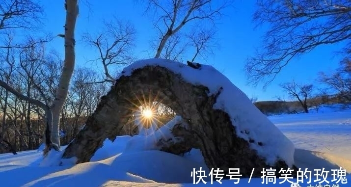 铁桦树|世界上最硬的木材，比普通钢铁硬一倍，用作金属的代用品！