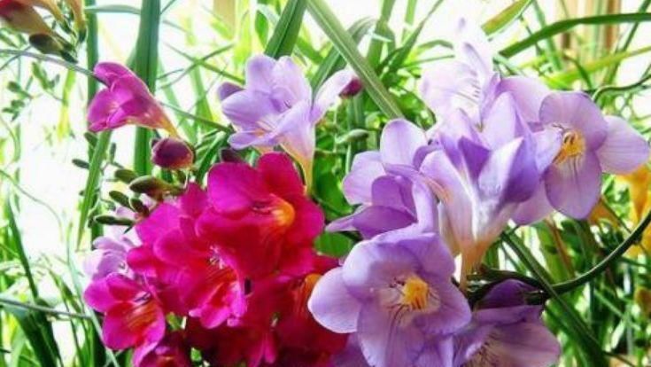 家里就养4种花，妖艳妖娆，层层交叠，烂漫迷人眼