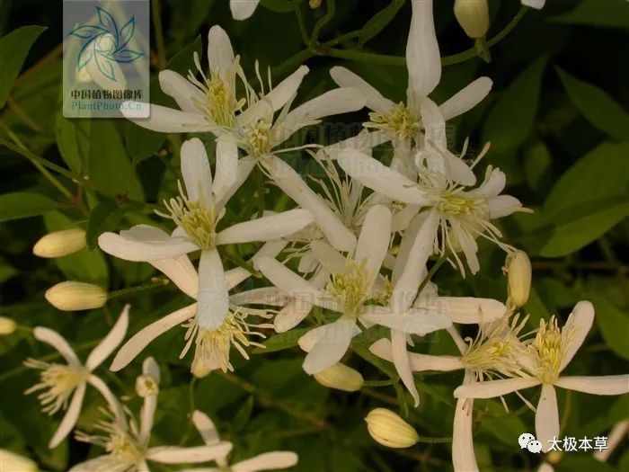 脑瘤|金剪刀,剪掉你的风湿性关节炎、深部脓肿