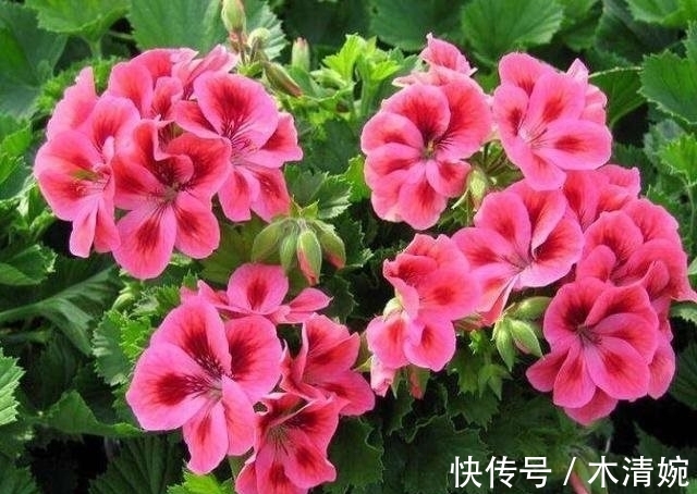 空气湿度|农历十一月大雪过后,养什么花?家里养3种花,长长久久富贵吉祥