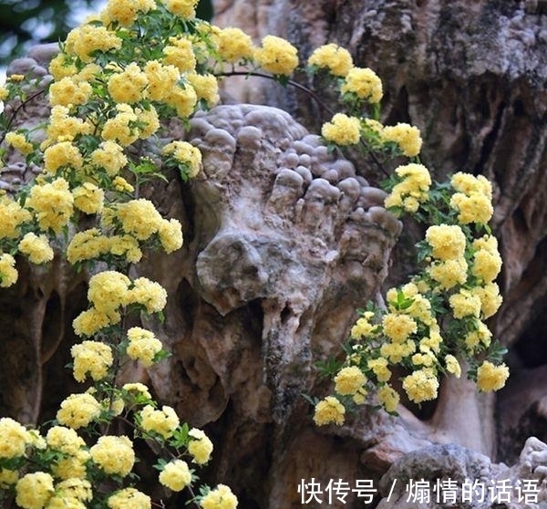 这种花不怕冷,好养易活,适合秋冬季节栽种,慢慢长成一片“海”