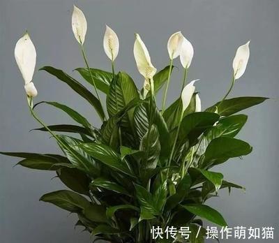 7种“吉利花”，家里养一盆，顺顺当当又漂亮，养人又旺家