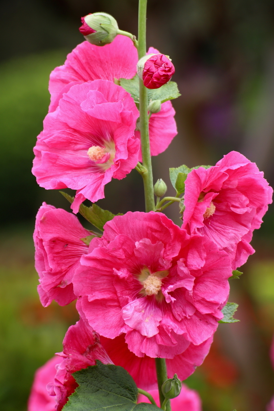 喜欢在家中养护很好,就养3种花卉,花色艳丽,漂亮妩媚,美丽