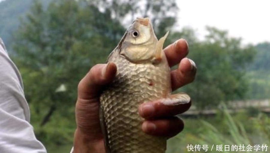到了春天，鱼反而更不好钓？牢记以下三大招式，每次钓完都过瘾